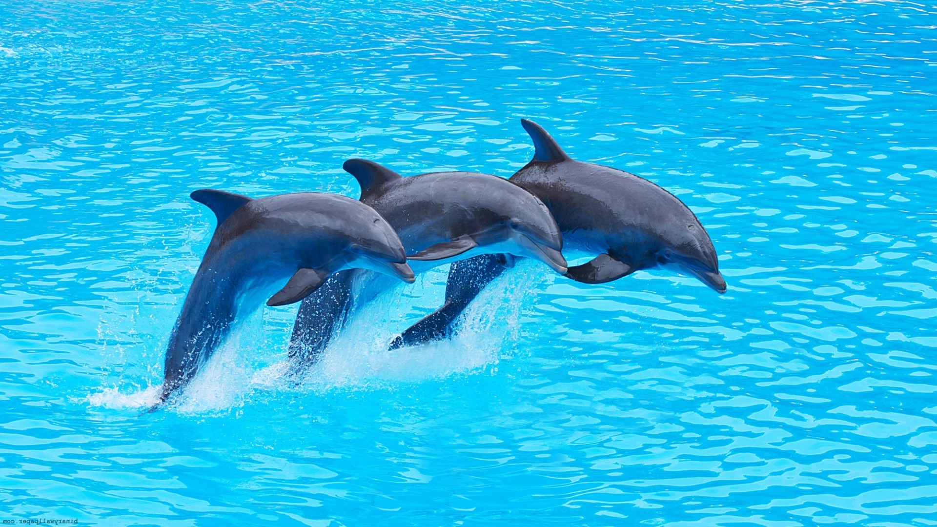 A picture of dolphins jumping out of water